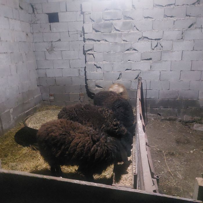 Токты сатылады 3 бас