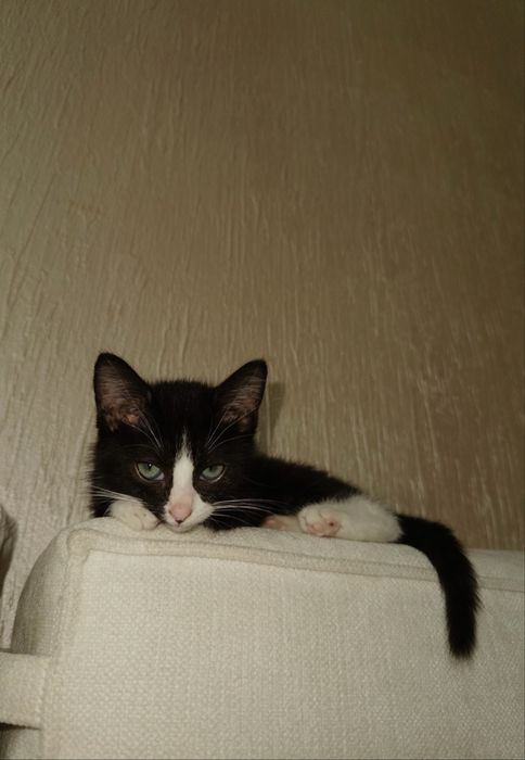 Котенок, примерно 3 месяца