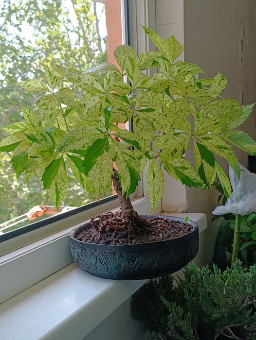 Бонсай в Ташкенте недорого