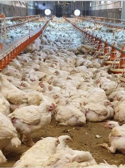 Pui zburați de carne