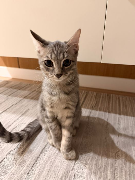 Котенок, мальчик, 4 мес