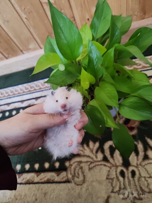 Хомяк дўмбоқой қулга ургатилган