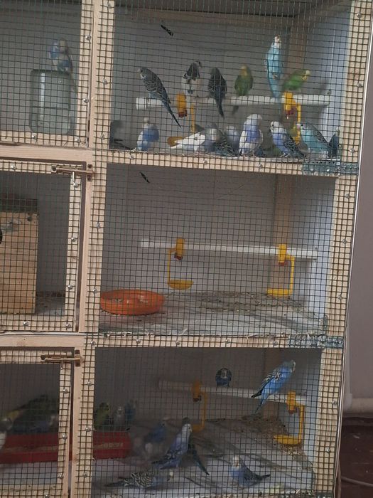 Papugay valnisty sotilandi  va karela ham bor