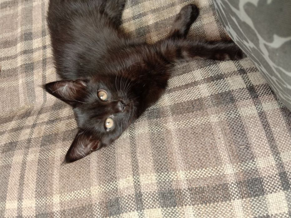 Отдам даром котенка