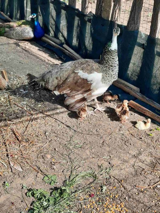 Пауни  мъжки и женски на 6 месеца.