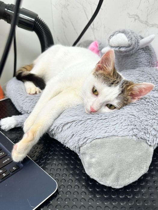 Adoptie pisica iubareata si torcacioasa Bucuresti
