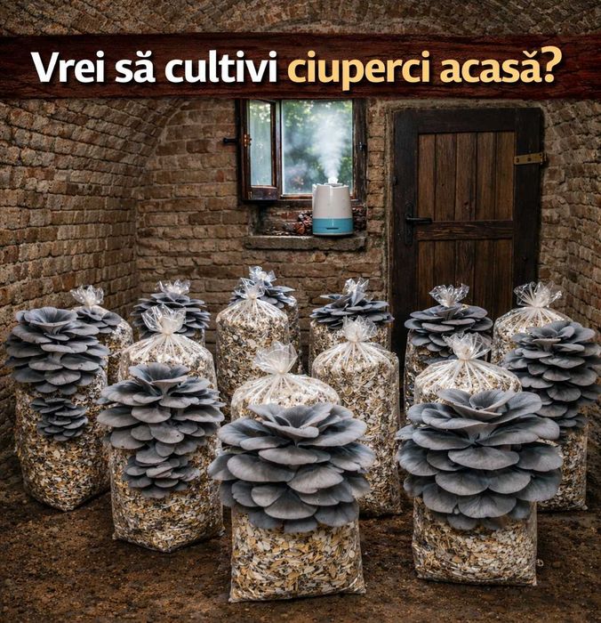 Kit complet cultivare ciuperci Pleurotus