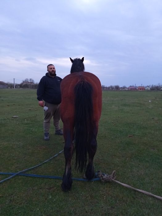 Cal de 5ani  bun de caruta