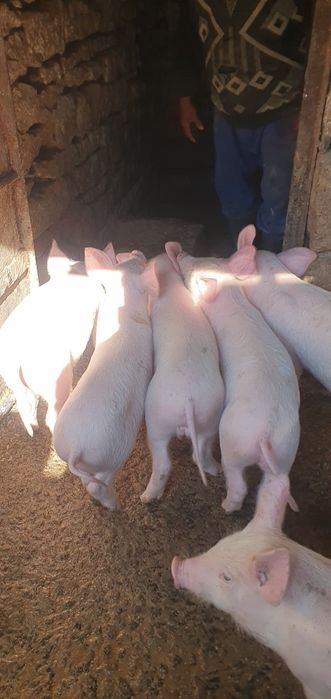 Продаваме малки прасенца