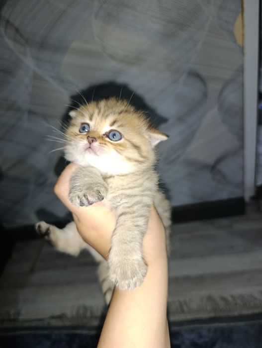 Mushuk sotiladi bollari bilan