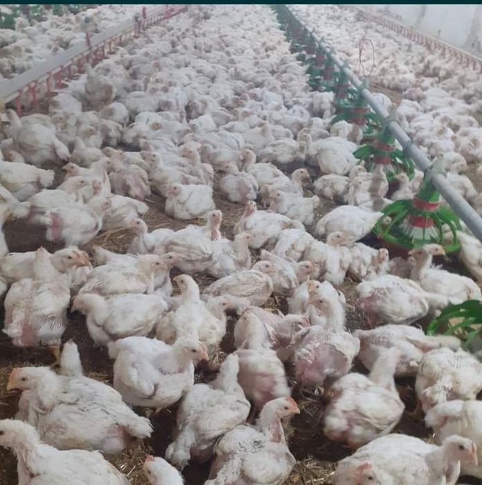 Pui Alb de carne și Pui rasă mixtă Porumbac și roșu Kabir