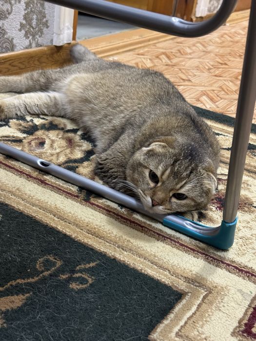 Кот скотиш фолд малкчик