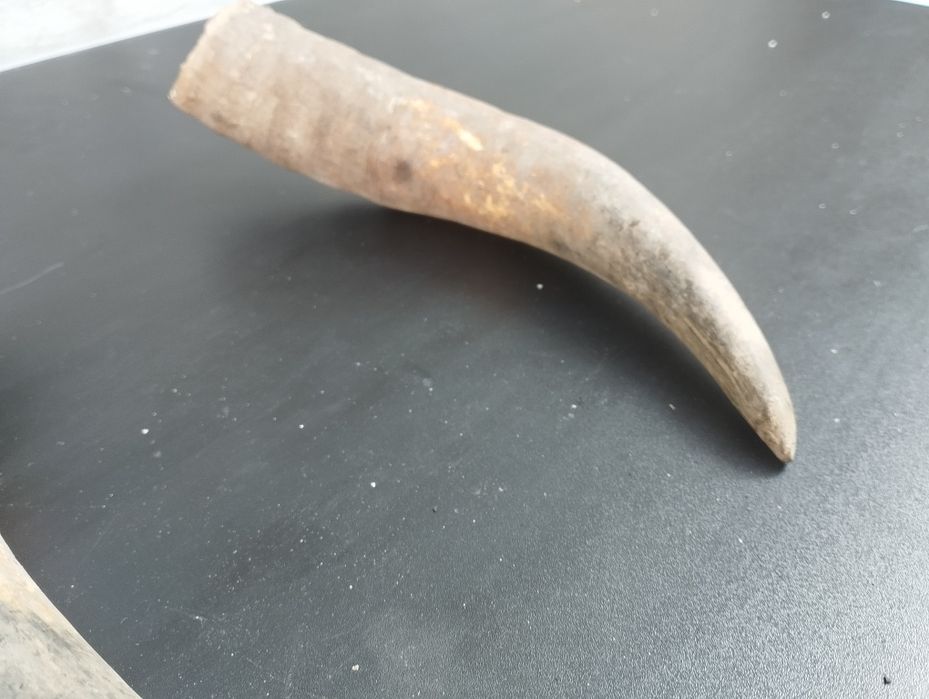 Чифт биволски рога