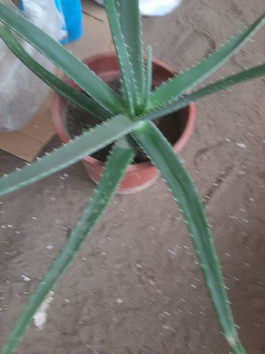 Продам алое вера