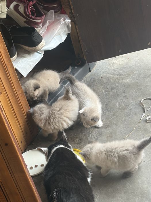 Отдадим котят в хорошие руки