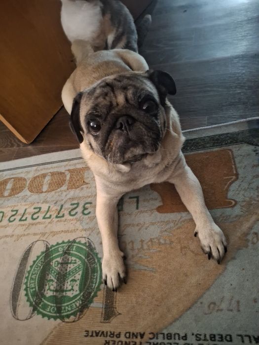 Животные собаки  мопс