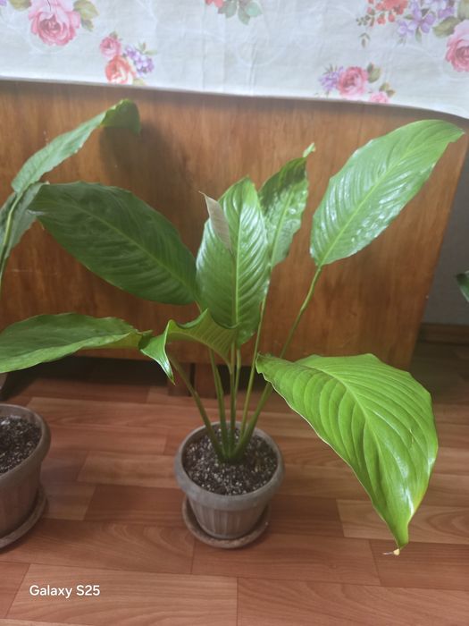 Продам комнатные цветы