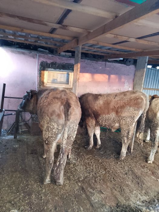 Продается бычки.