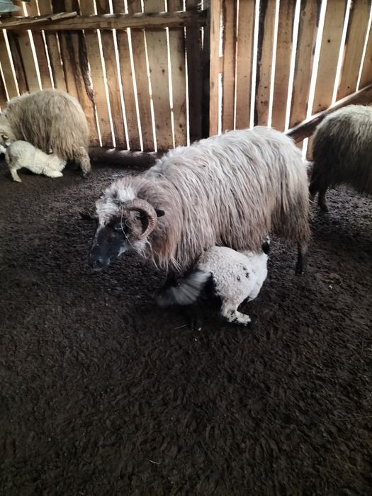 De vânzare oi cu mieii