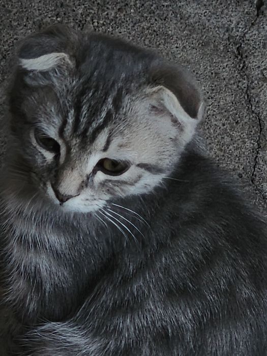 Продаётся котёнок пародистая