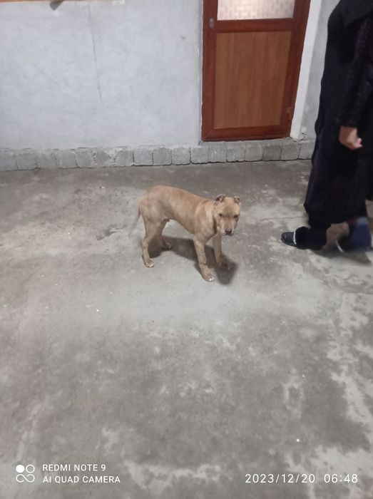 Kuchuk sotiladi Zoti ,,Stafford,,1-va 2-rasmlarda ota onasi bor