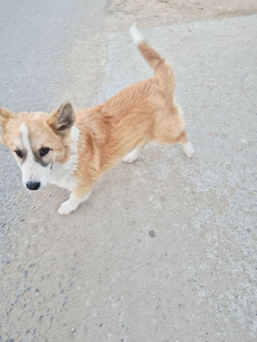 Собака Вельш-Корги