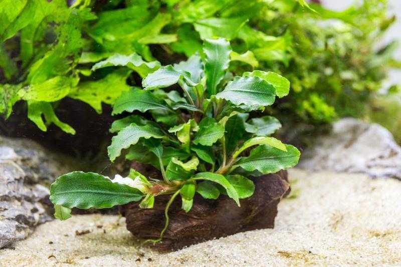 Аквариумное растение Буцефаландра (Bucephalandra)