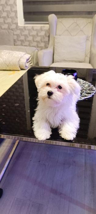 малтийска болонка