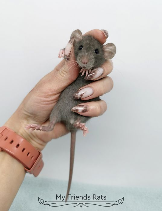 Декоративни плъхчета