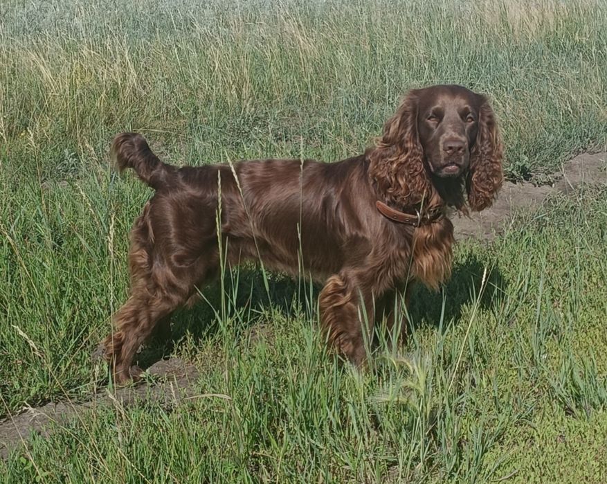 Русский охотничий спаниель для вязок