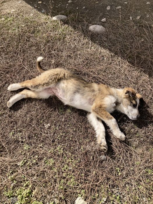 Күшік ұрғашы