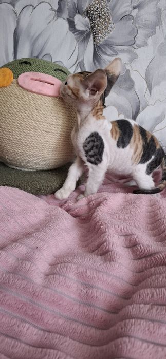 Котята донского сфинкса