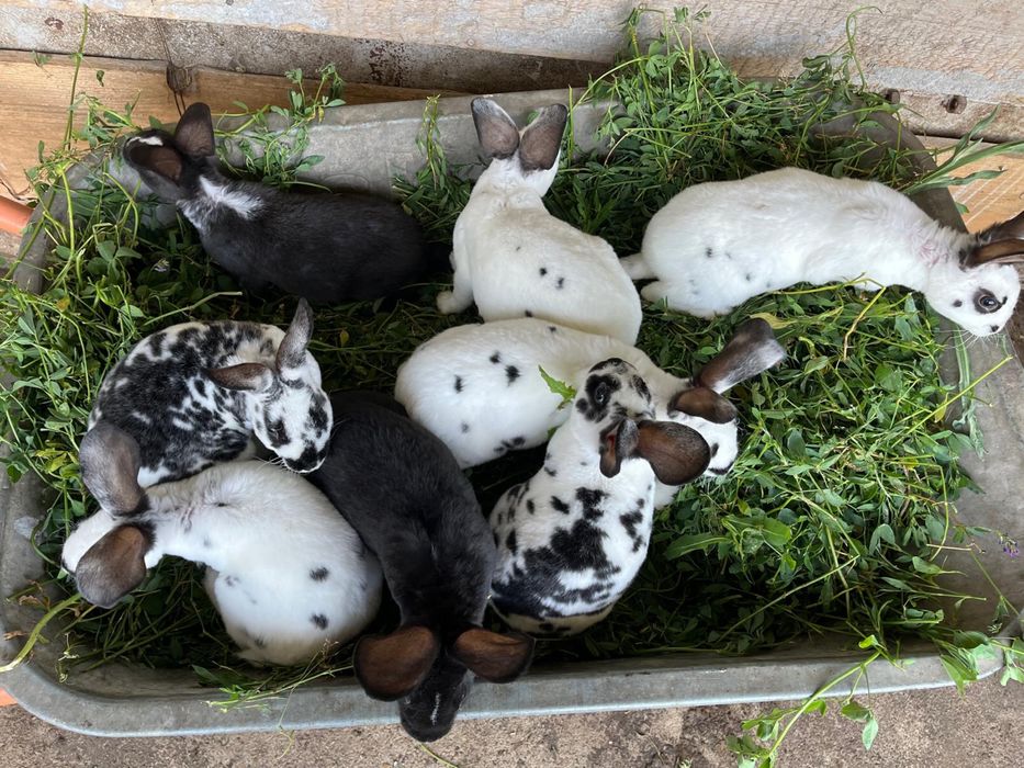 iepuri rex dalmatian