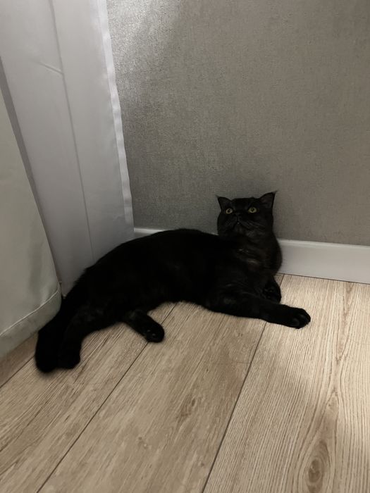 Отдам кошку в добрые руки