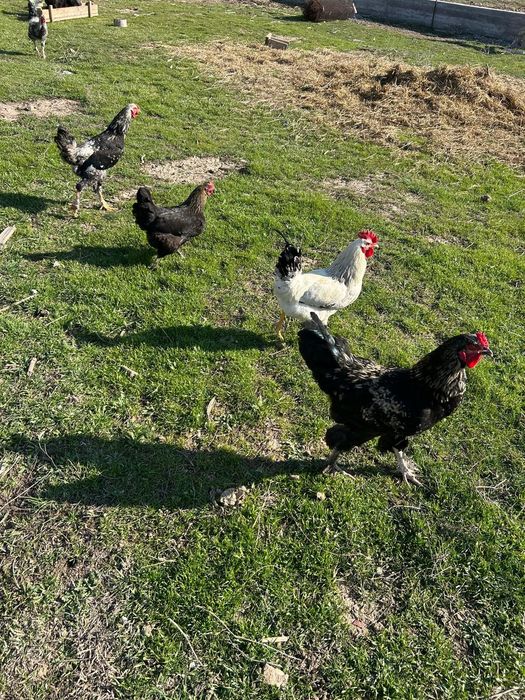 Тауықтар сатылады 7мыңнан