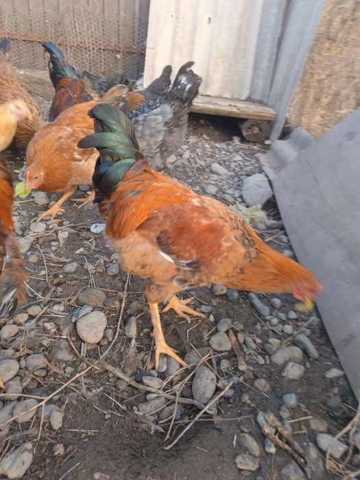 Петушки куры продам