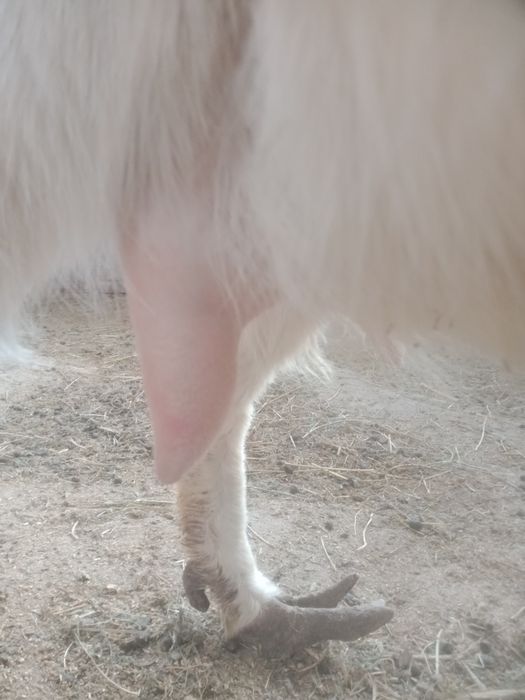 Сүтті орыс ешкісі