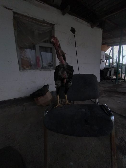 дакан ШАМО таза қан