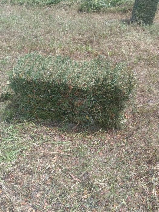 Поля басынан жоңышқа сатылады
