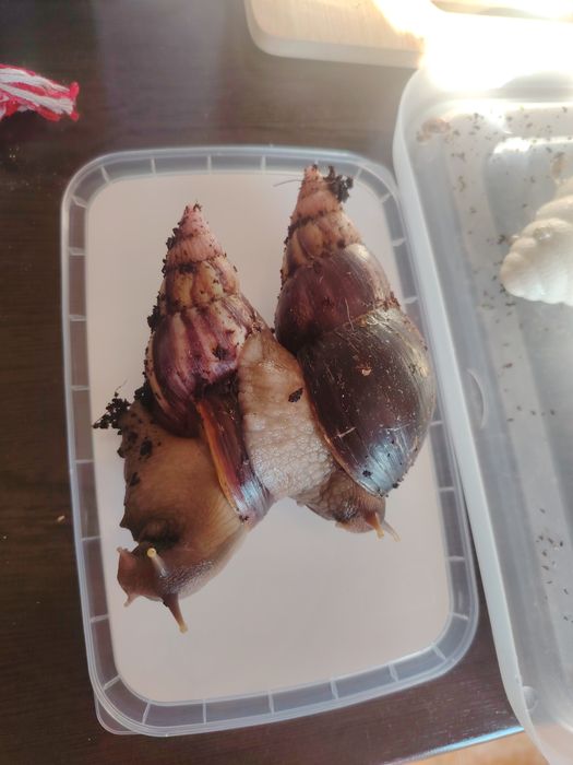 Подарявам африкански охлюви- бебета