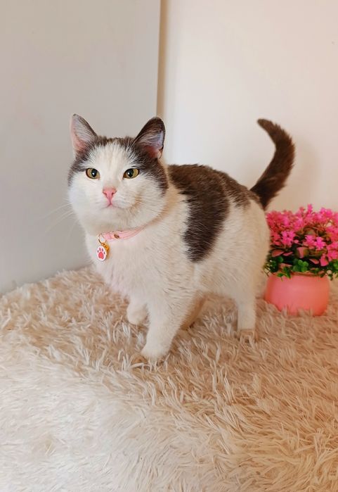 Кошка котенок в добрые руки