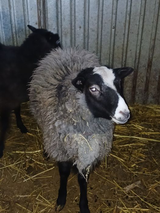 Продам романовских кошкарчиков