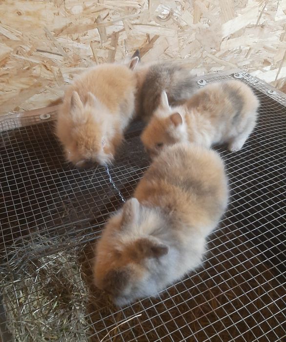 Iepurași cap de leu