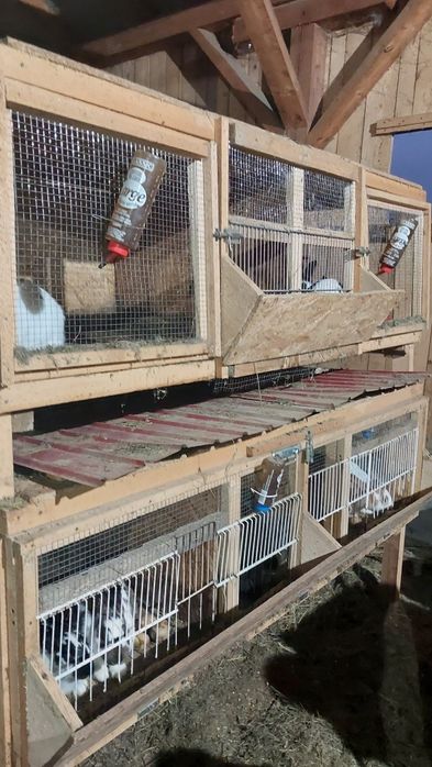 Vând 5 iepuri cu cuști!