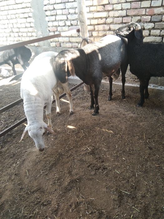 Кучкорлар сотилади