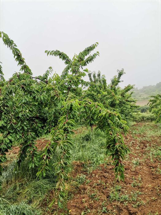 Овощна градина и техника за обработка