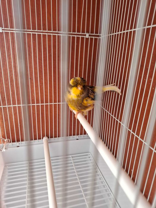 Норвичская канарейка