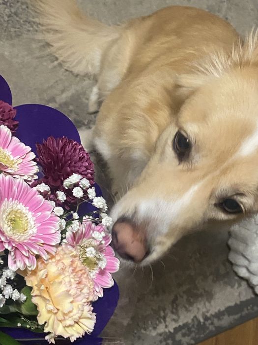 Plimbat căței & vizite la animale – Bucuresti