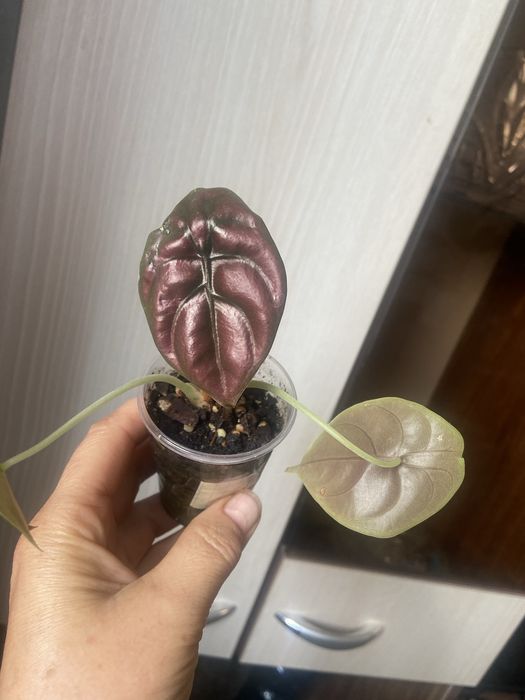 комнатные растения продам