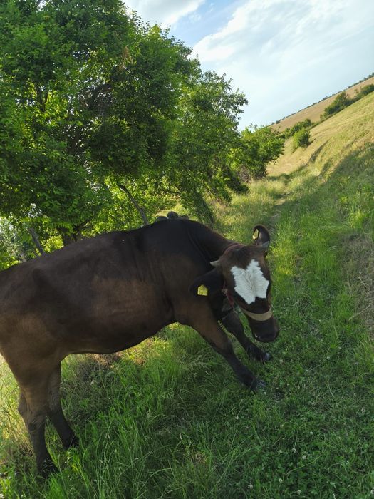Junica și o vitea holstein